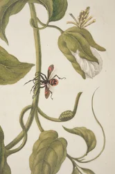 Detail von Tafel XXI aus Metamorphosis Insectorum Surinamensium von Maria Sibylla Merian, 1705